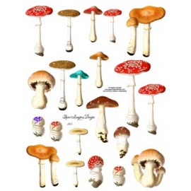 Mushrooms 245